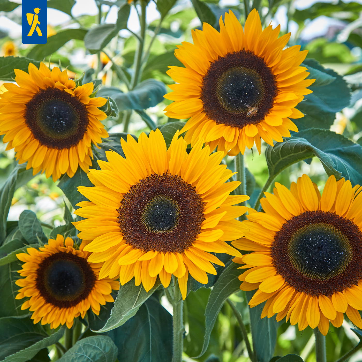 Fünf gelbe Sonnenblumen mit schwarzen Zentren und grünen Blättern. Eine Biene auf einer der Blumen.