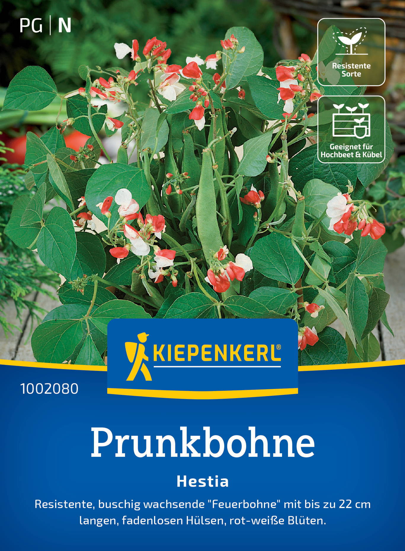 Buchsbaum mit roten und weißen Blüten und großen grünen Blättern.