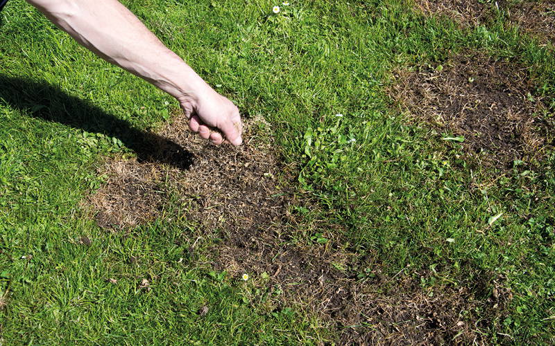 Gartenblog Erfolgreiche Rasennachsaat Schritt für Schritt