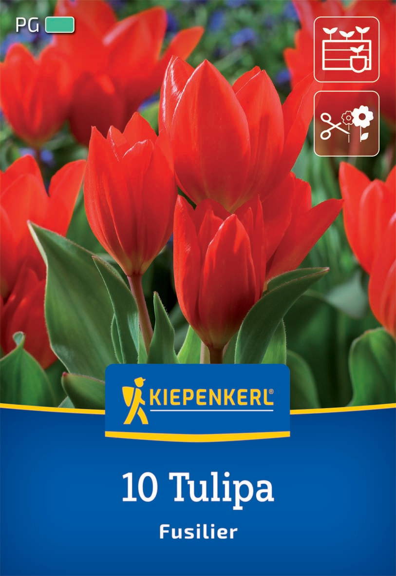 Rote Tulpen mit grünen Blättern vor buntem, unscharfem Blumenhintergrund, Verpackung mit Kiepenkerl-Logo und Text.