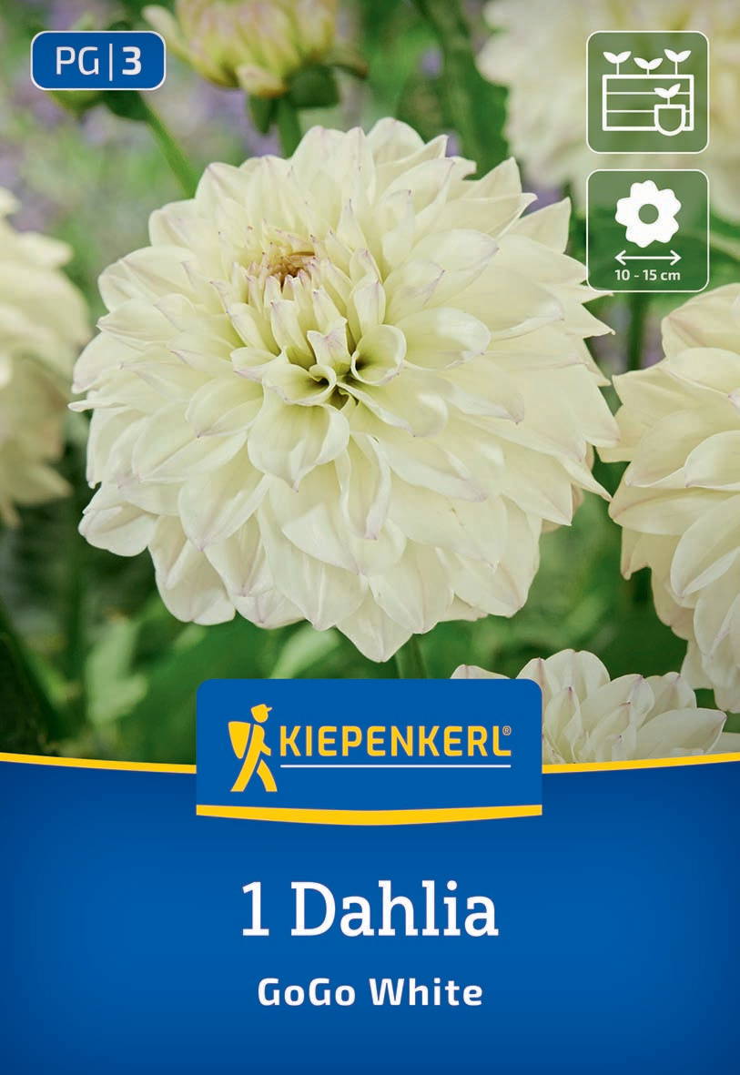 Weiße Dahlie mit großem Blütkopf vor grünem Hintergrund, Verpackung mit Marke Kiepenkerl, Name GoGo White.