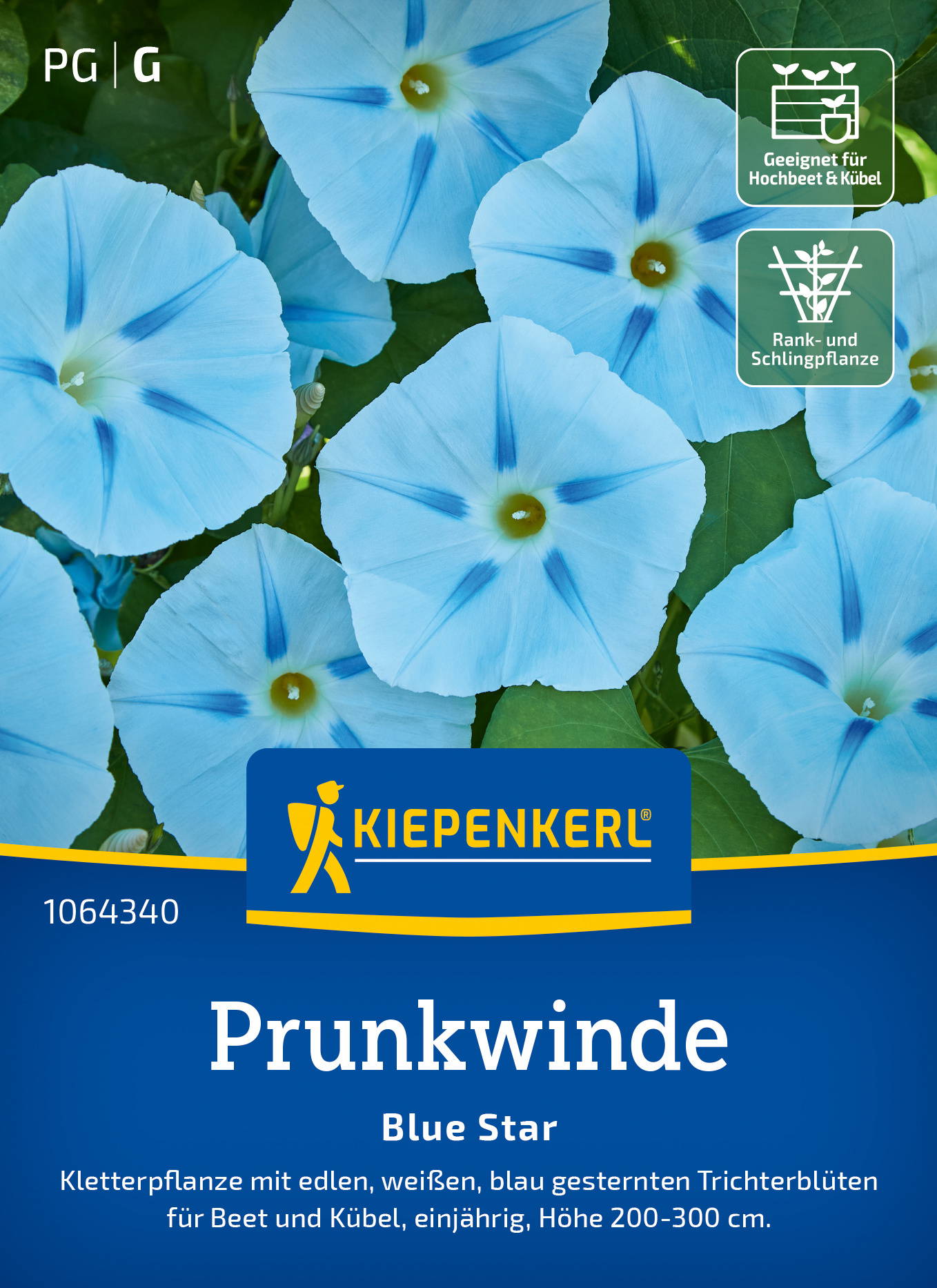 Prunkwindensamen Blue Star