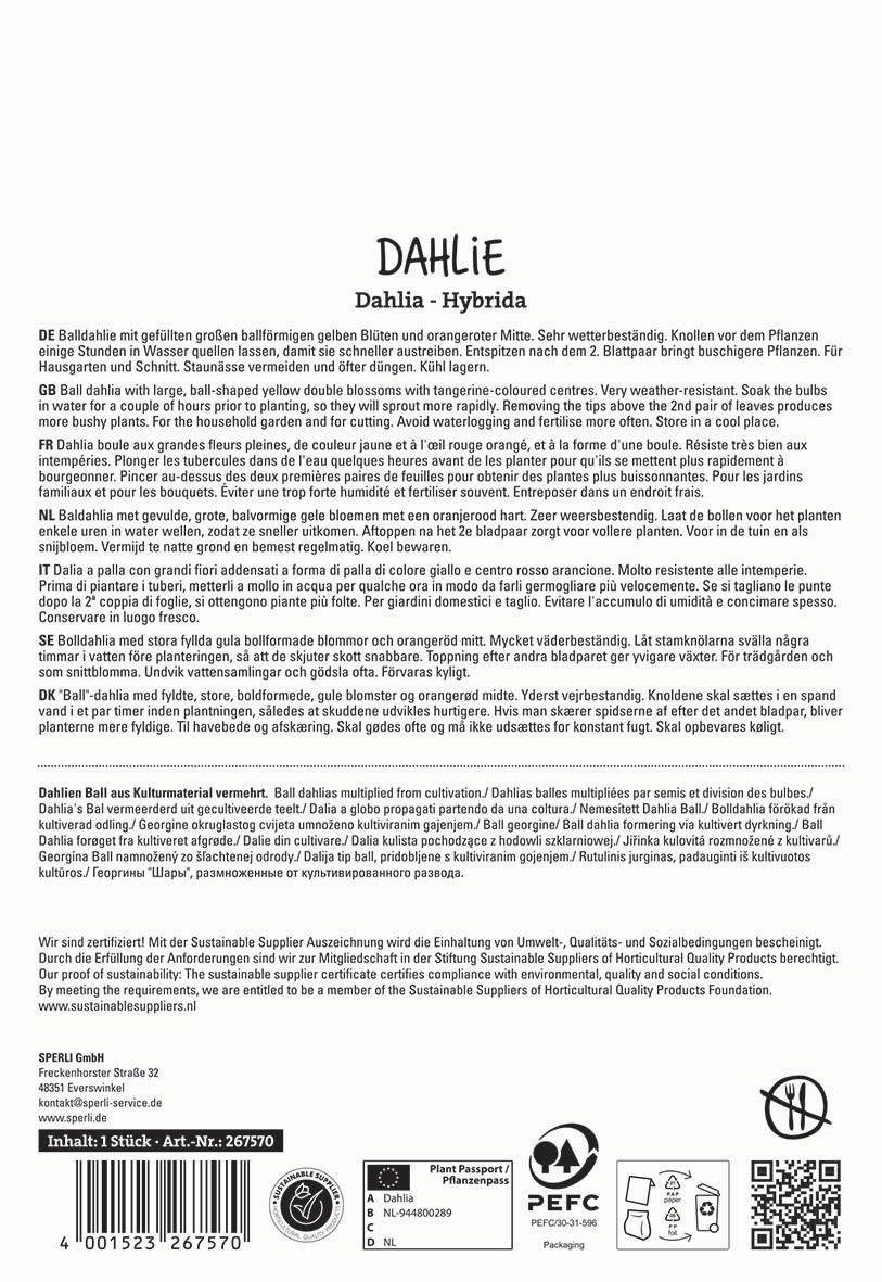 Text auf dem Bild beschreibt die Dahlia-Varietät Dahlia - Hybrida in mehreren Sprachen mit Produktinformationen und Zertifizierungen.