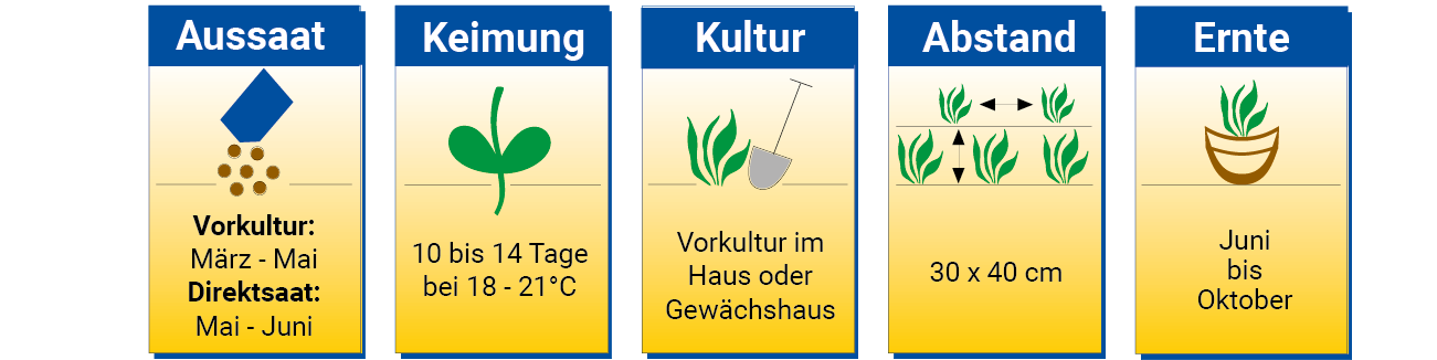 Grafik mit Anweisungen für Aussaat, Keimung, Kultur, Abstand und Ernte von Pflanzen