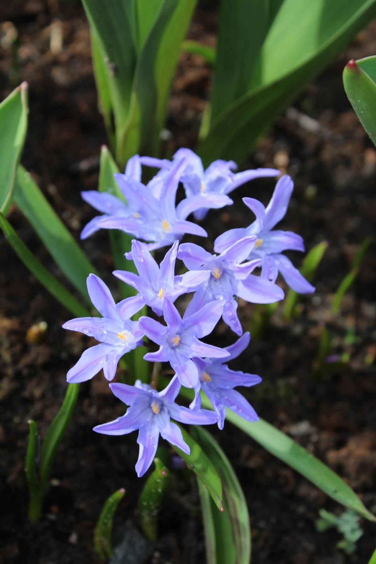 Blaue, starförmige Blüten mit Wassertröpfchen vor grünen Blättern und Erde.