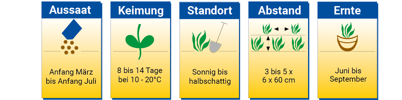 Zeitpunkt und Dauer der Aussaat, Keimung, Standort, Abstand und Ernte des Gemüses