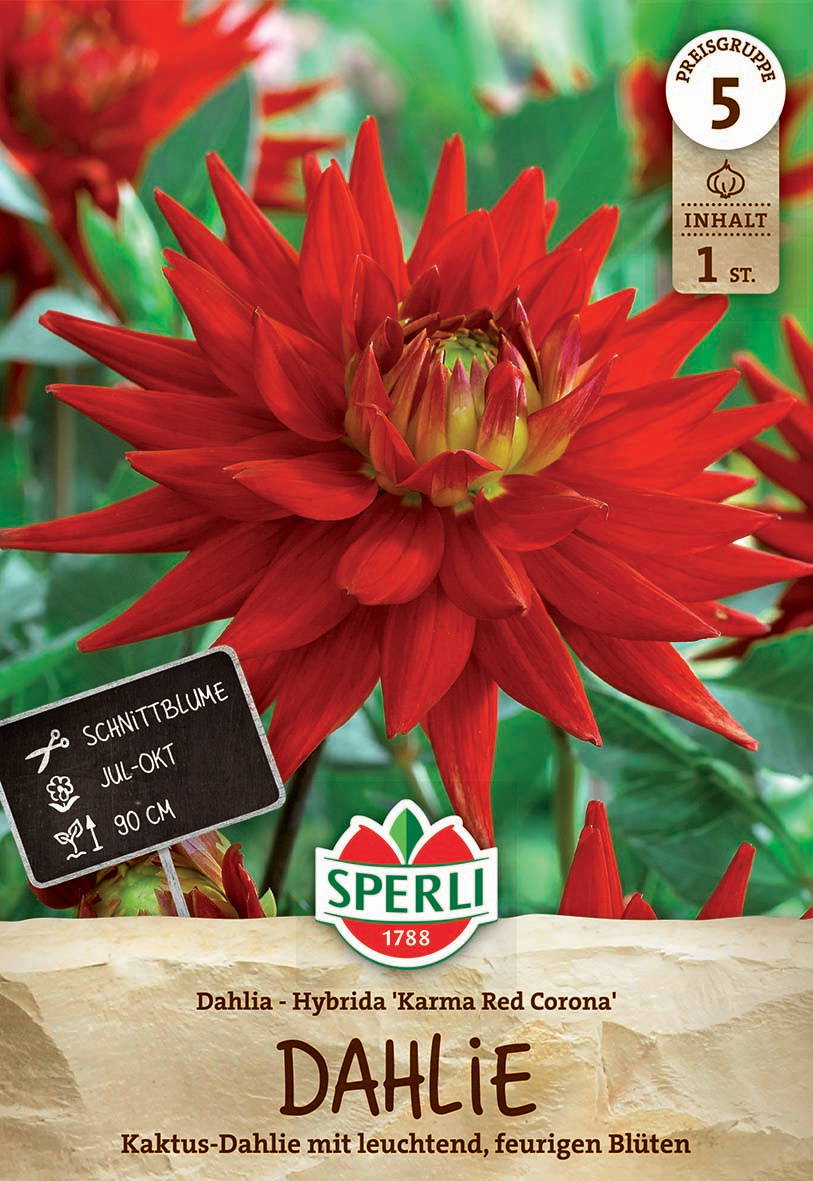 Rote Dahlienblüte mit leuchtenden, feurigen Blüten, grünen Blättern im Hintergrund.