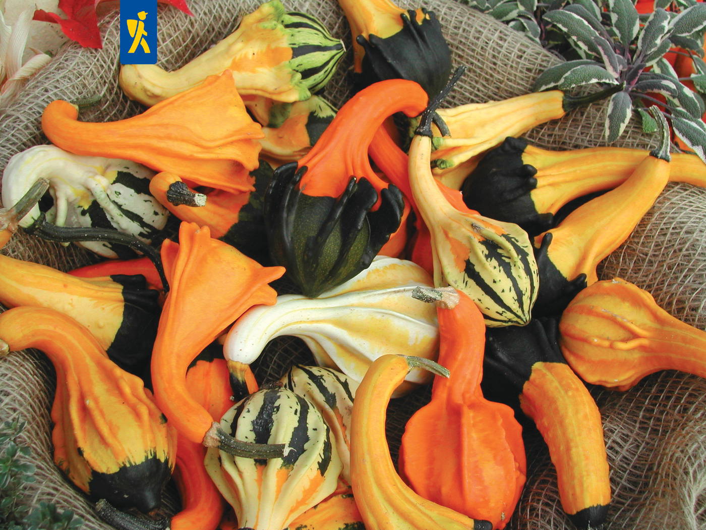Verschiedene bunte Kürbisse auf einem Netz, orange, schwarz, grün-weiß gestreift, mit Blättern im Hintergrund.
