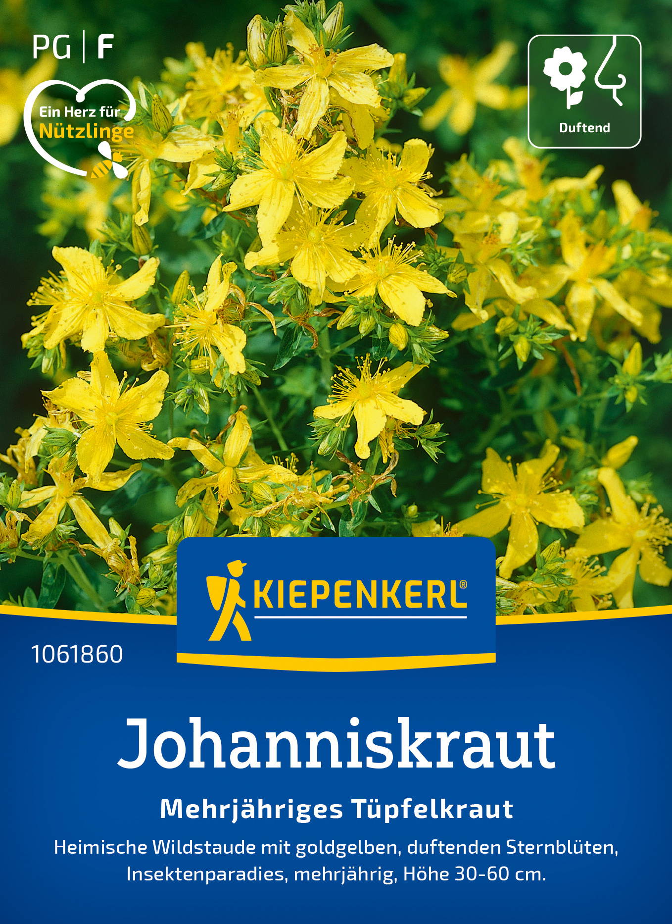 Gelbe mehrjährige Johanniskrautblüten auf grünen Pflanzen, Verpackung mit blauer Beschriftung, Kiepenkerl.