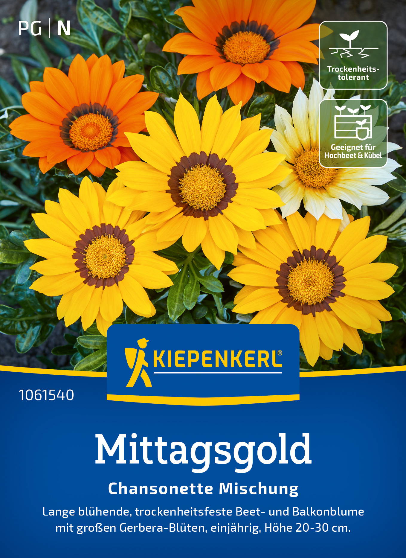 Bunte Blüten der Mittel��gold Chrysantheme Mischung mit gelben, weißen und orangenen Blüten.