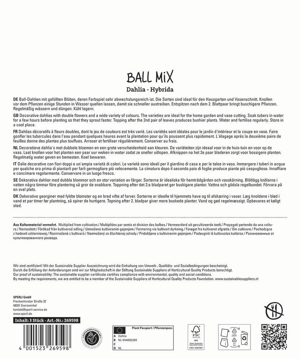 Dahlia-Blumen im Topf auf weißem Hintergrund, Topf mit grünem Blatt, diverse Blumen in verschiedenen Farben.