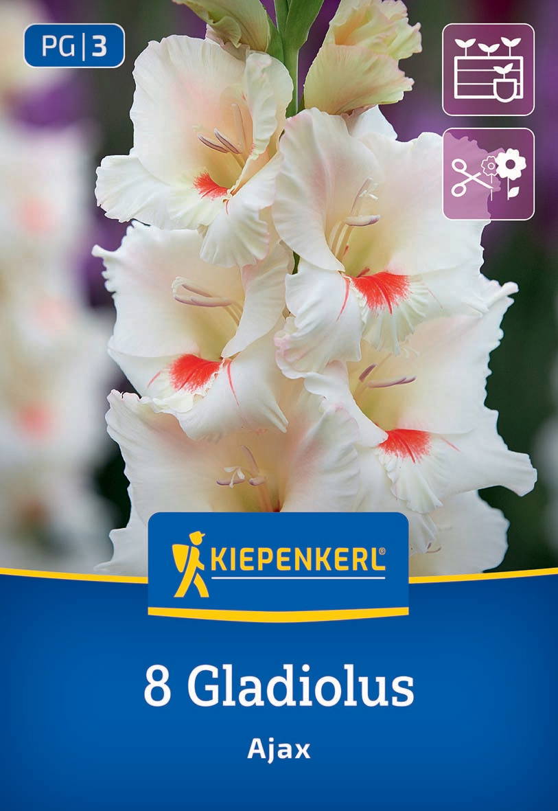 Weiße Gladiolusblumen mit roten Zeichnungen auf den Blüten, Pflanzenbild auf Gartenmarken-Verpackung.