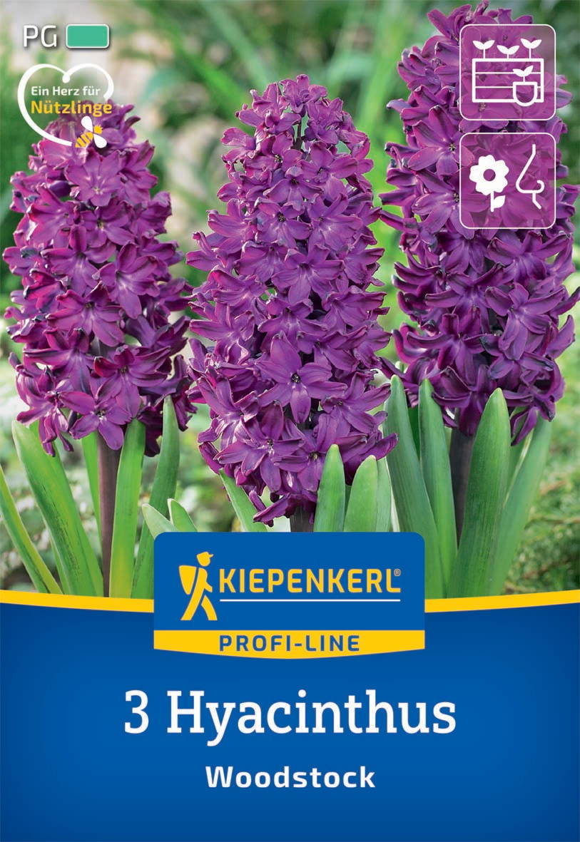Drei violette Hyazinthenblüten in voller Blüte vor grünem Laub, Verpackung für Gartenhandel.