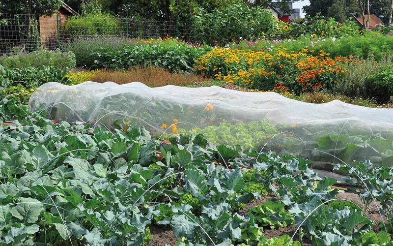 Gemüsebeet mit Salat, Kohl, und Schutzfolie, im Hintergrund bunte Blumen und Bäume.