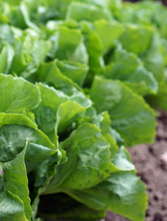 Grüner Kopfsalat auf dem Feld