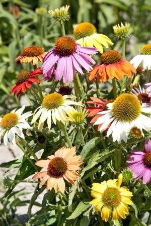 Bunte Blumen mit großen gelben und braunen Zentren in verschiedenen Farben, umgeben von grünen Blättern.