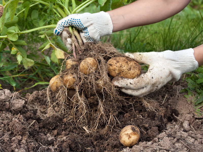 Person erntet Kartoffeln aus dem Boden mit weißen Handschuhen