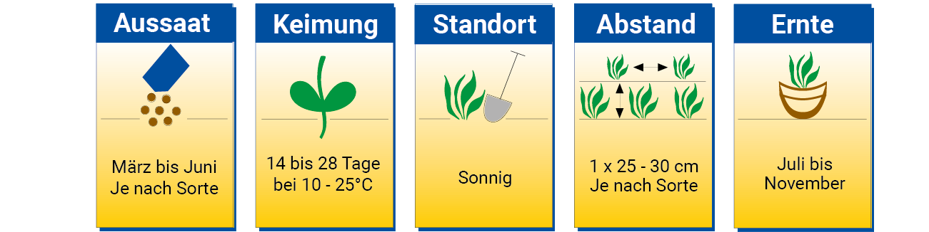 Grafik mit Empfehlungen zum Pflanzen: Aussaat, Keimung, Standort, Abstand, Ernte.