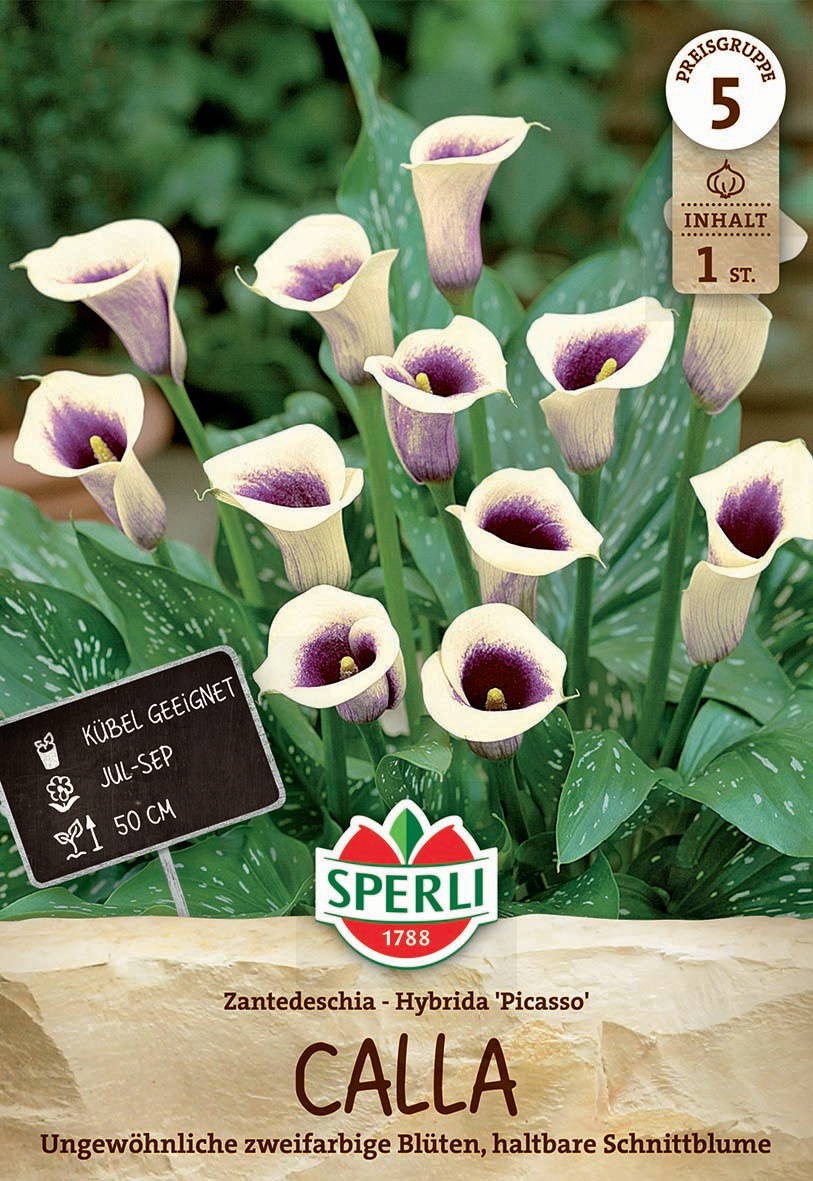 Zantedeschia Hybrid 'Picasso' Calla-Lilie mit weißen und purplefarbenen Blüten, grünen Blättern mit weißen Flecken.