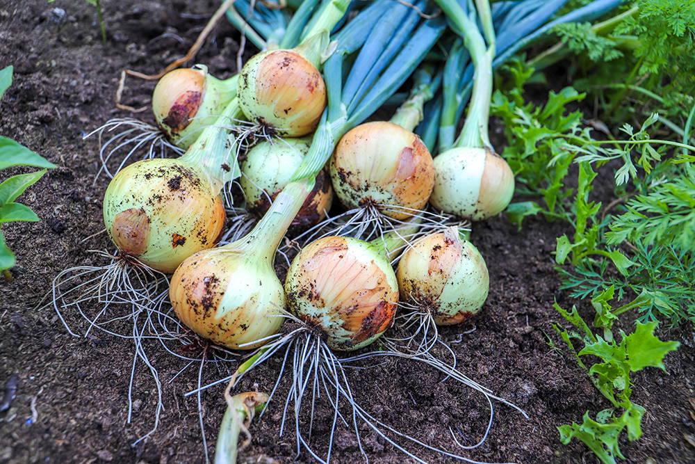 Frisch geerntete Zwiebeln auf dunkler Erde mit grünen Pflanzen im Hintergrund