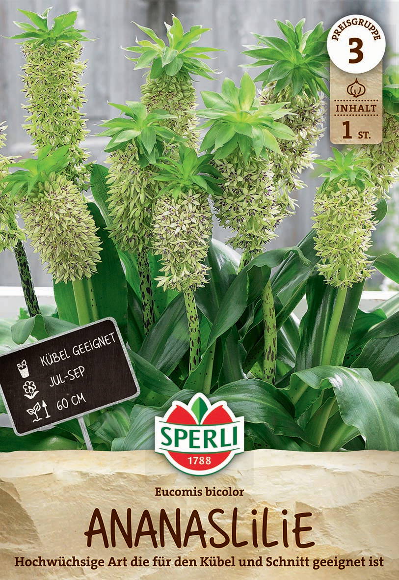 Mehrjähriger Gartenbambus mit großen grünen Blättern und aufrechten Blütenständen.