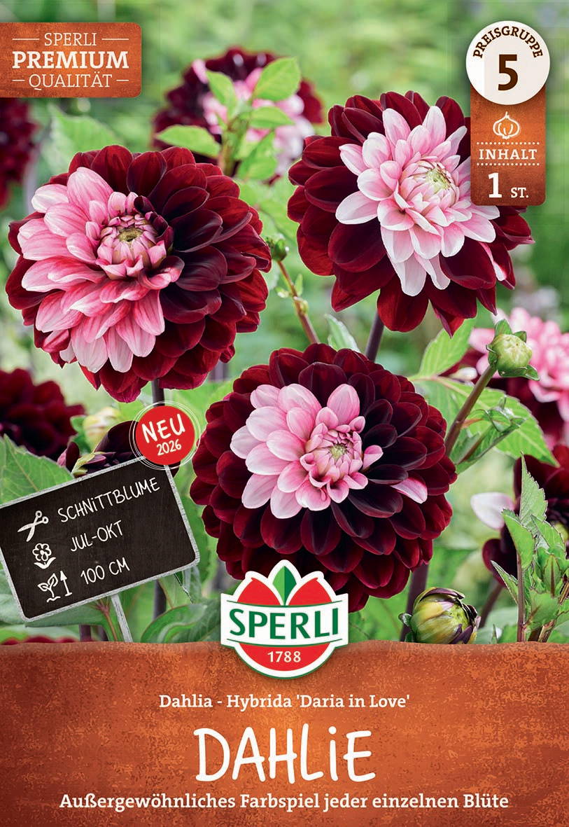 Mehrfarbige Dahlien mit rosa und dunklen roten Blüten in Garten.