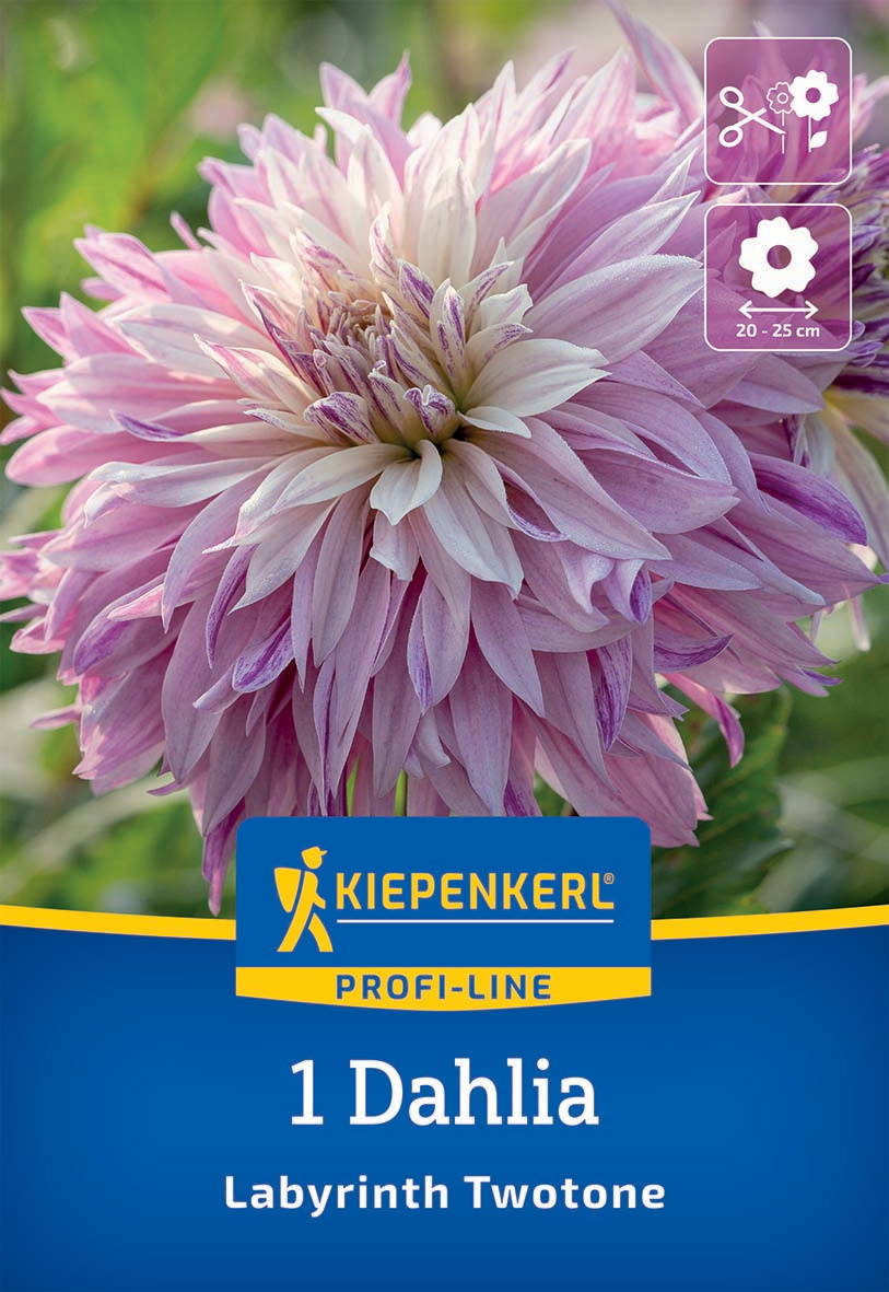 Große pink-weiße Dahlie mit gefüllten Blüten, Durchmesser 20-25 cm, auf grünem Hintergrund.