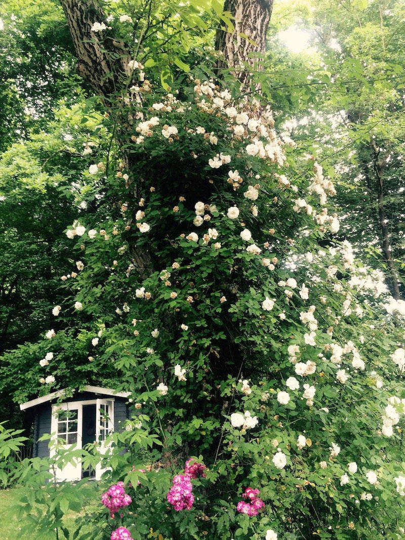 Blumenvorhang an Baumstamm mit einer Gartenhütte im Hintergrund, grün und blühend.