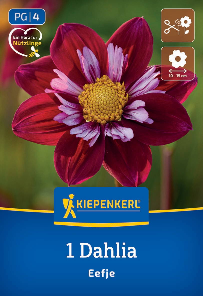 Brennende rote und weiße Dahlienblüte vor grünem Hintergrund mit Kiepenkerl Logo und Anweisungen.
