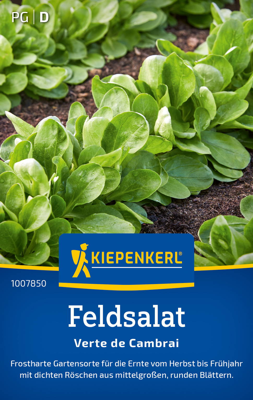 Feldsalatsamen Verte de Cambrai