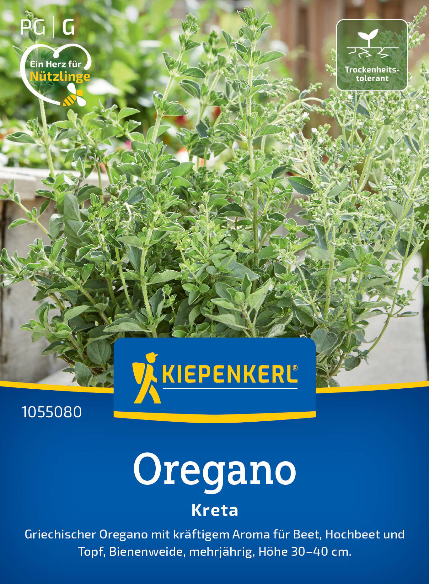 Oreganosamen Kreta