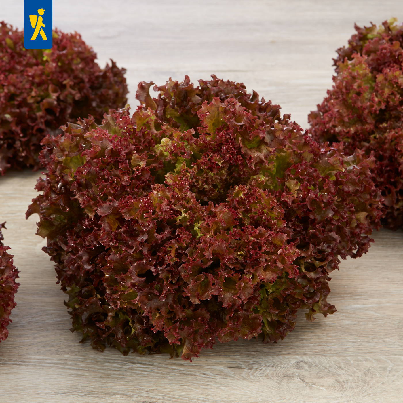 Rote und grüne lappige Blätter von Kopfsalat auf einer Holzfläche.