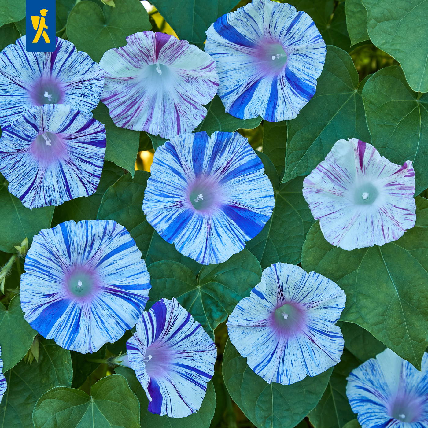 Bunte Morning Glory Blumen mit bläulichen und weiß-rosa Streifen, umgeben von grünen Herzförmigen Blättern