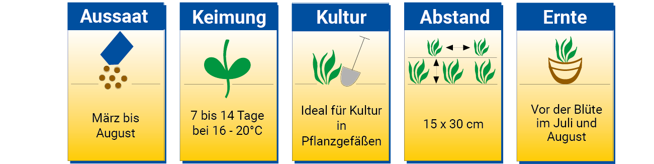 Aussaat von März bis August, Keimung 7 bis 14 Tage bei 16 bis 20 Grad, Kultur in Pflanzgefäßen, Abstand 15x30 cm, vor der Blüte in Juli und August.