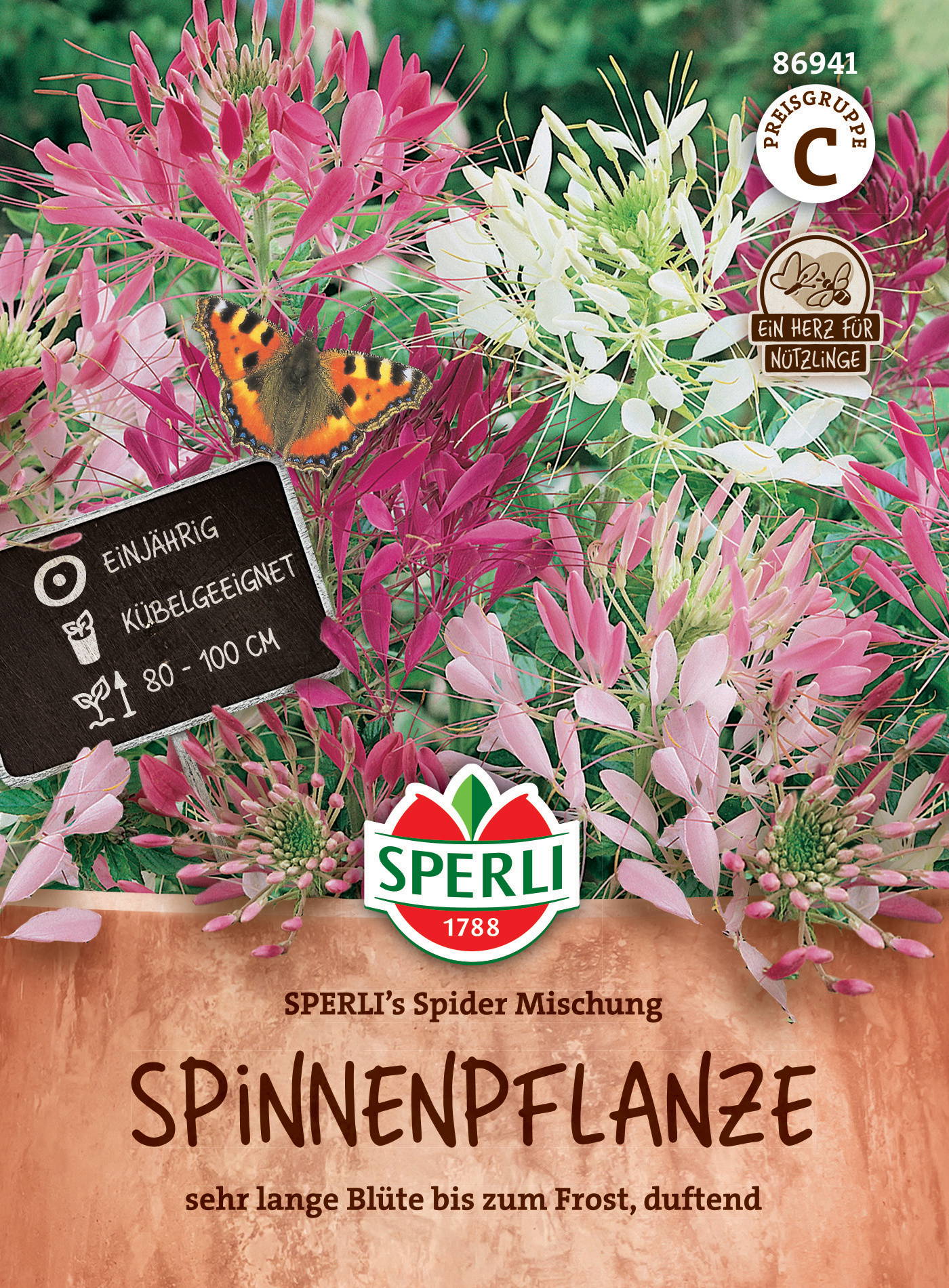 Bunte Spinnenpflanze mit rosa und weißen Blüten, Schmetterling, Angaben zu Pflege und Größe, sei lange Blüte, duftend.