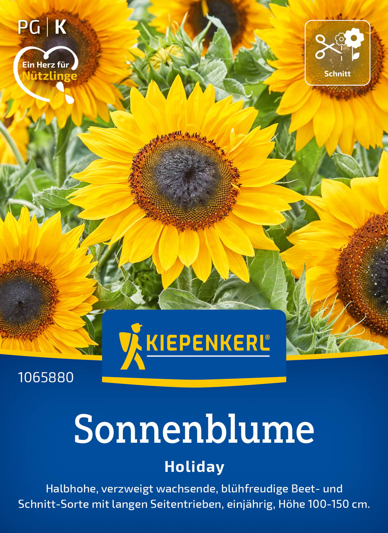Gelbe Sonnenblumen mit großen Blüten und dunklem Zentrum vor grünem Laub.