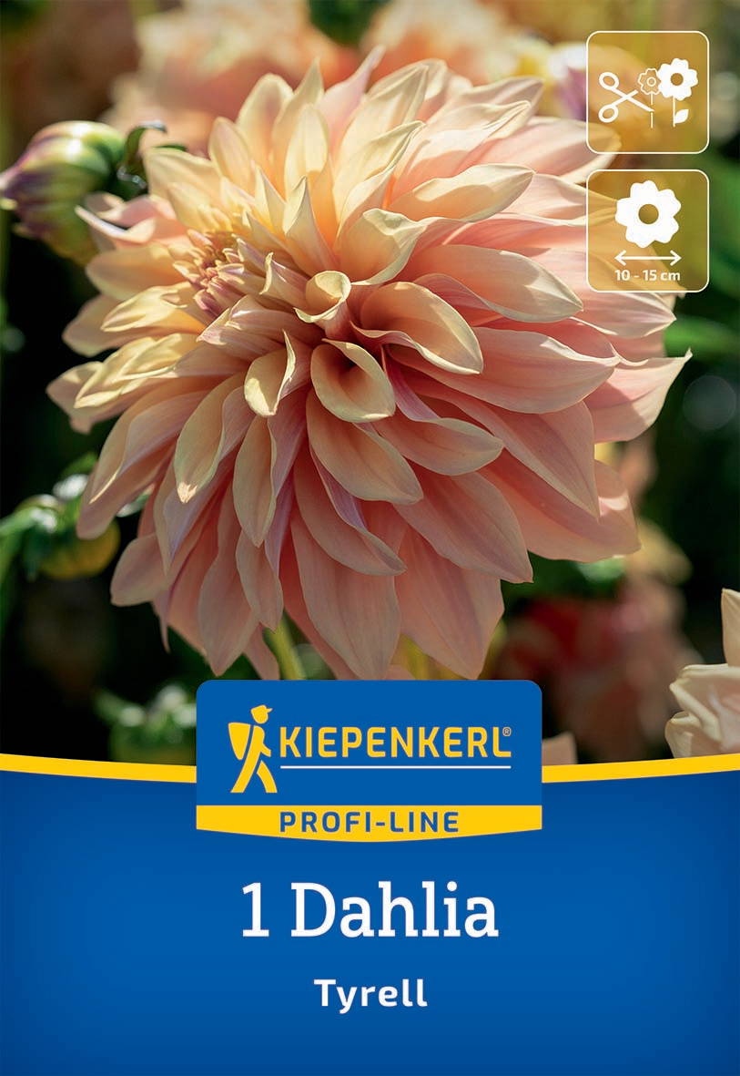 Große, rosafarbene Dahlie mit dichten Blütenblättern, Pflanzenetikett zeigt Name, Marke und Größe.