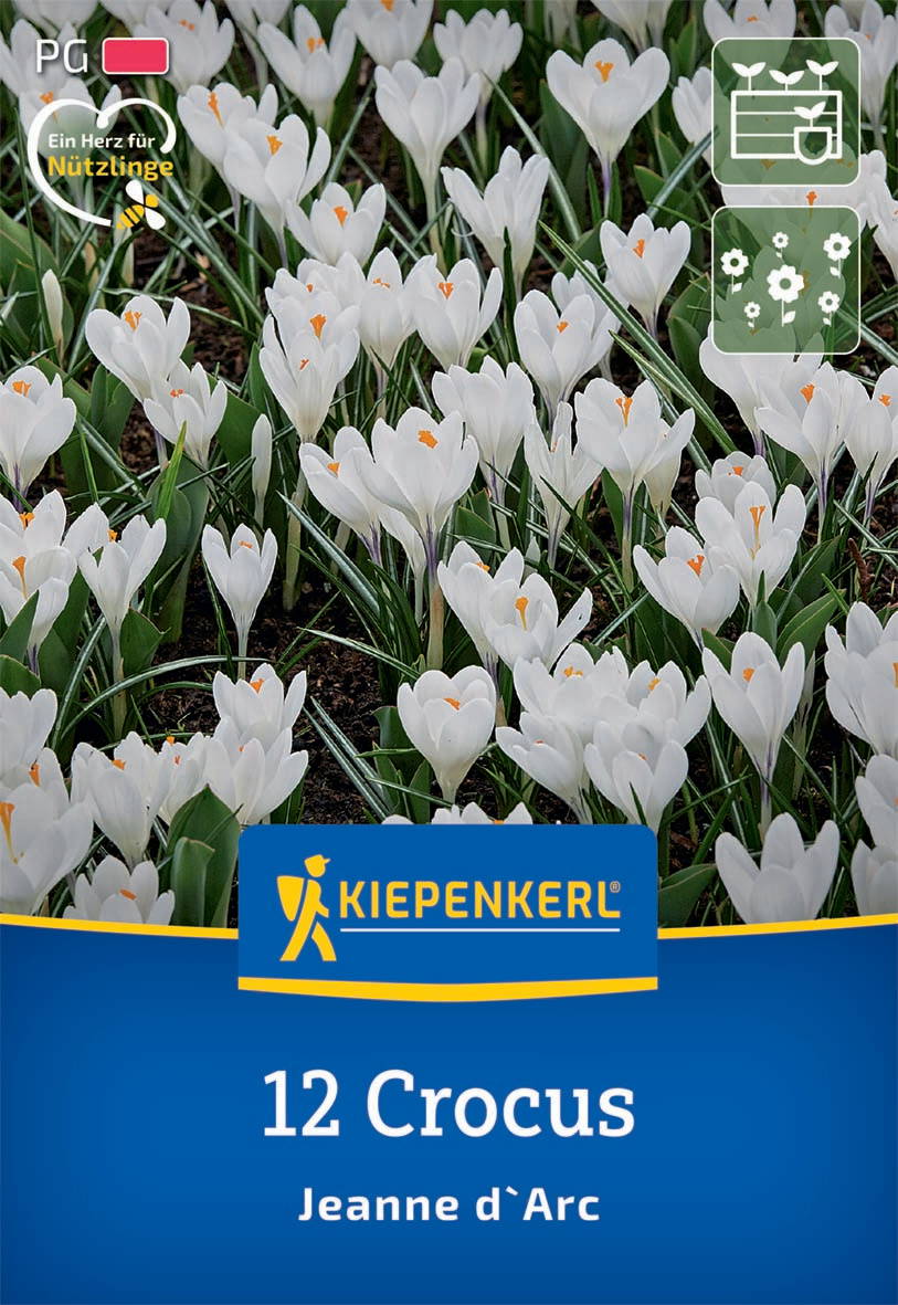 Weiße Crocusblumen mit orangefarbenen Staubgefäßen in der Erde, Kiepenkerl-Verpackung im Vordergrund.