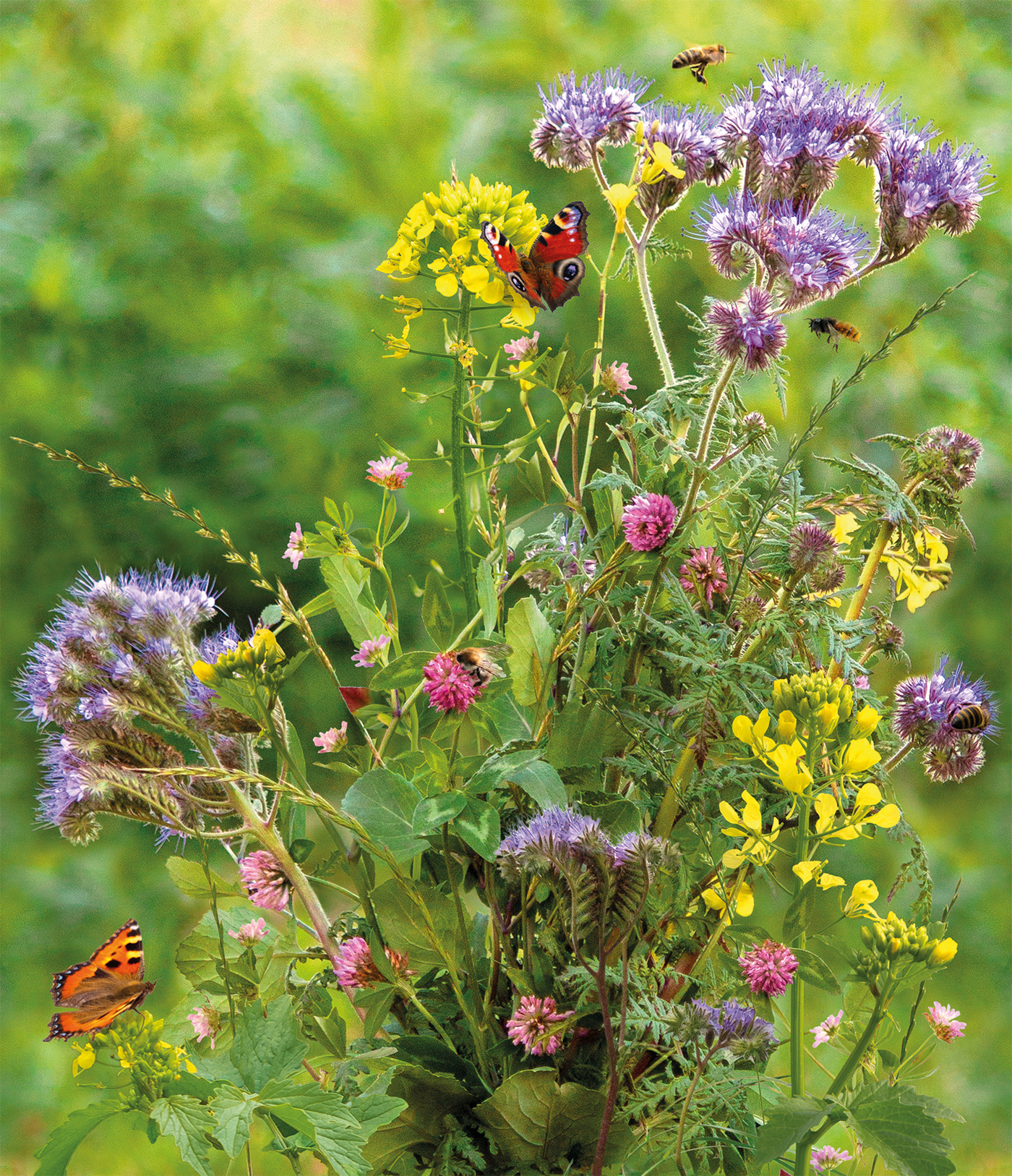 Wildblumen mit gelben, lila und rosa Blüten, umschwirrt von Schmetterlingen und Bienen