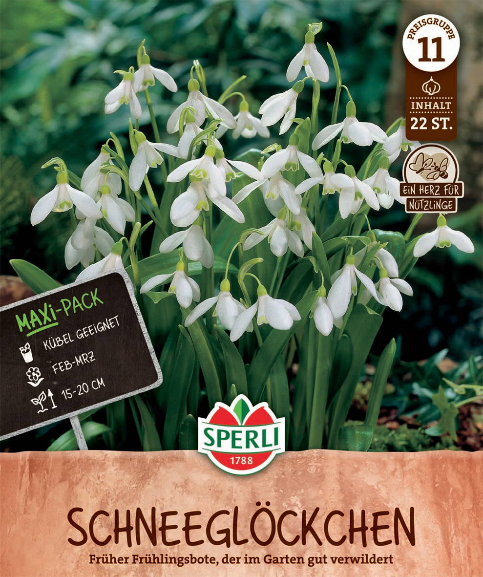 Weißer Schneeglöckchen in Topf mit Grüntönen im Hintergrund, Packungsaufkleber, Markenlogo, Pflanzenbeschreibung.