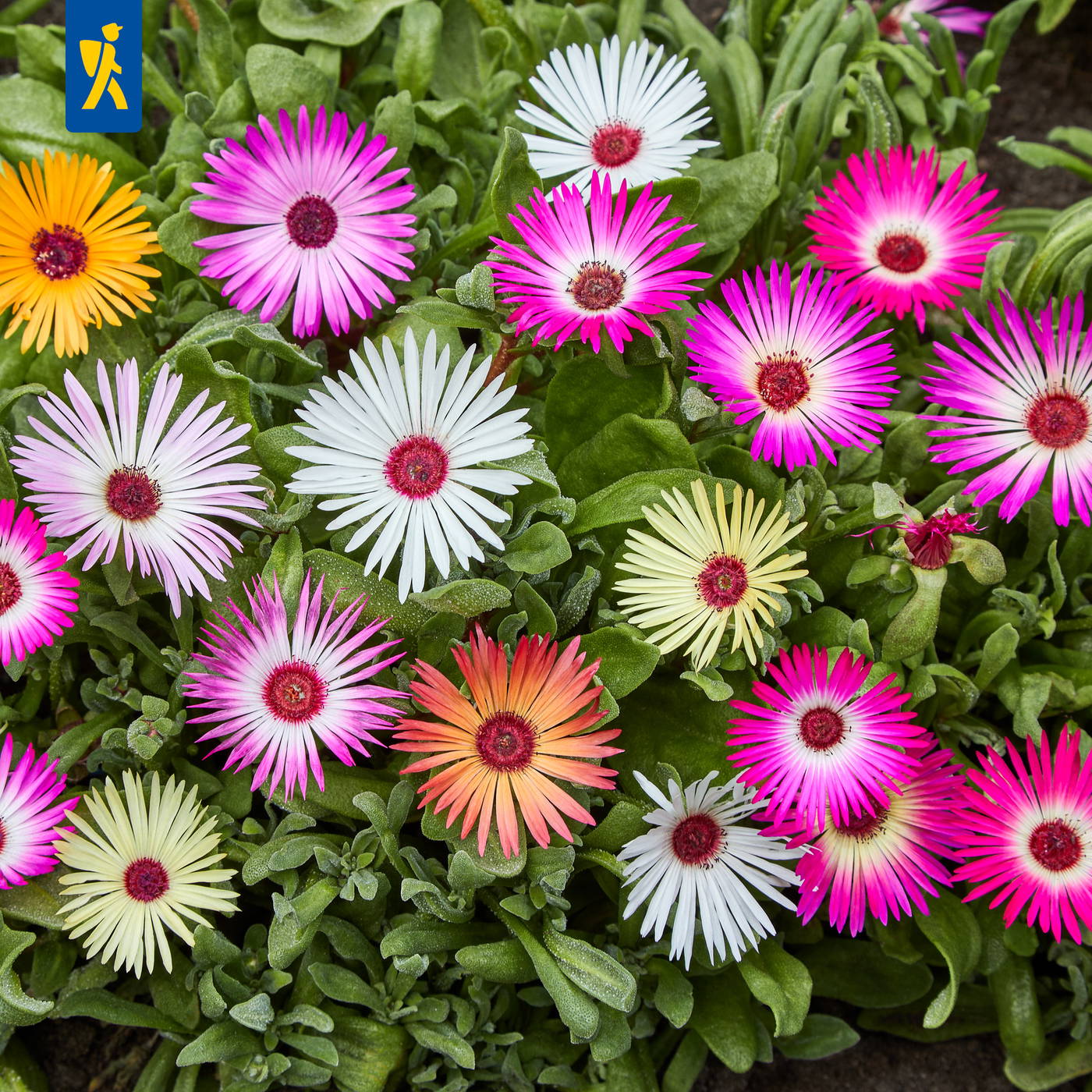 Bunte Digitalis-ähnliche Blumen in pink, weiß, gelb und orange mit grünen Blättern.