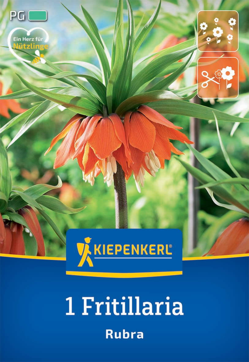 Fritillaria Rubra Blume blüht mit orangefarbenen Blüten und grünen Blättern vor uns.