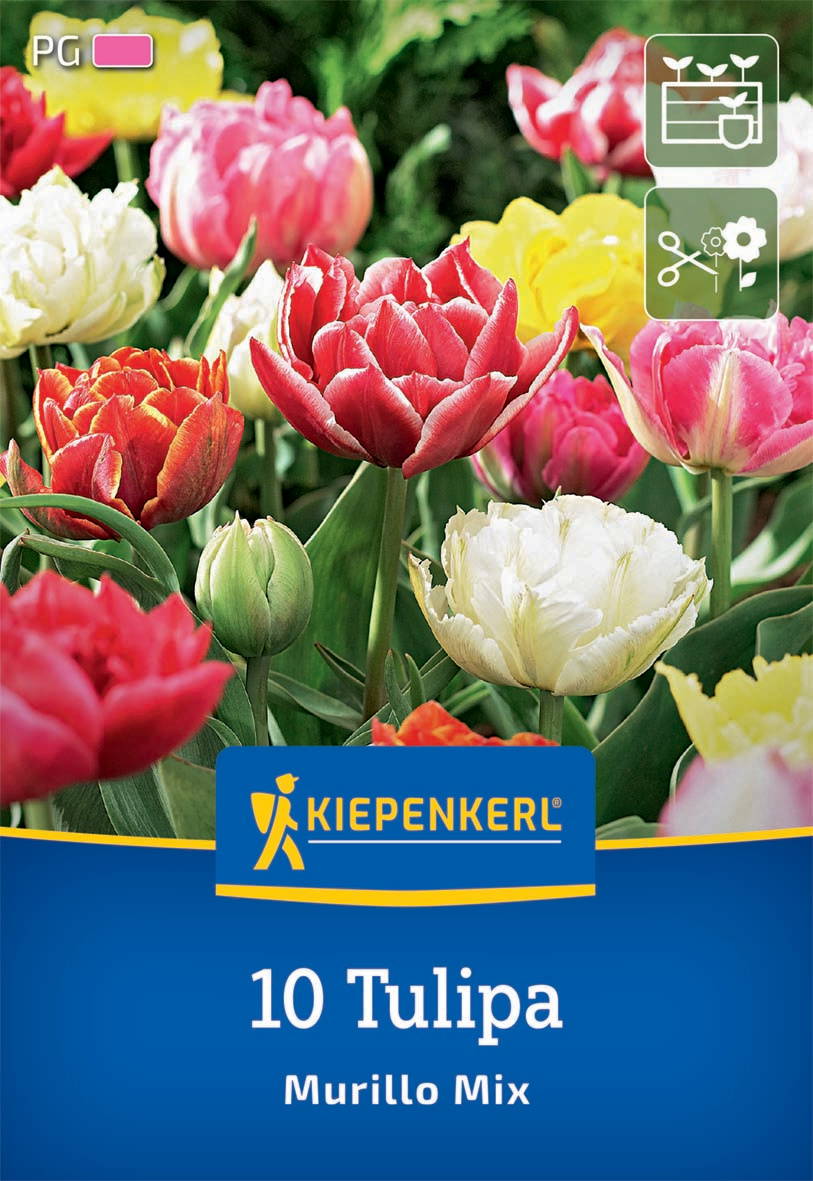 Bunte Tulpen in verschiedenen Farben im Garten, auf der Verpackung eines Tulpen-Setzlings.