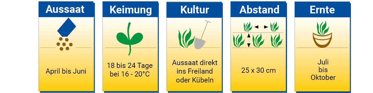 Blumen werden ausgesät von April bis Juni, direkt ins Freiland oder Kübeln, bei 16 bis 20 Grad, Juli bis Oktober.