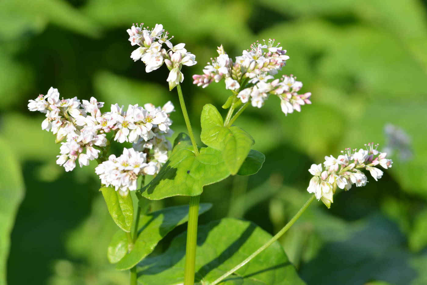 Weiße Gartenkräuter mit rosa verfärbten Blüten auf grüner Blätter.