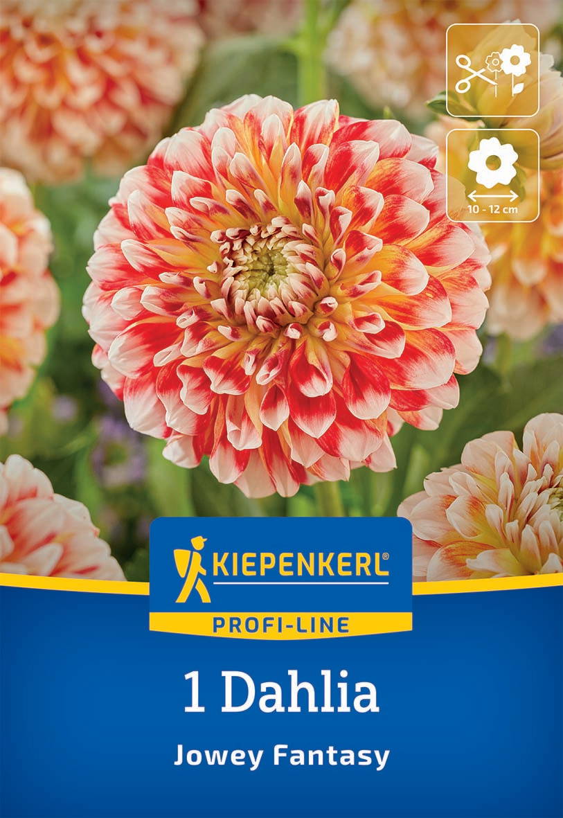 Große, bunte Dahlie mit roten, weißen und gelben Blütenblättern vor grünem Laub.