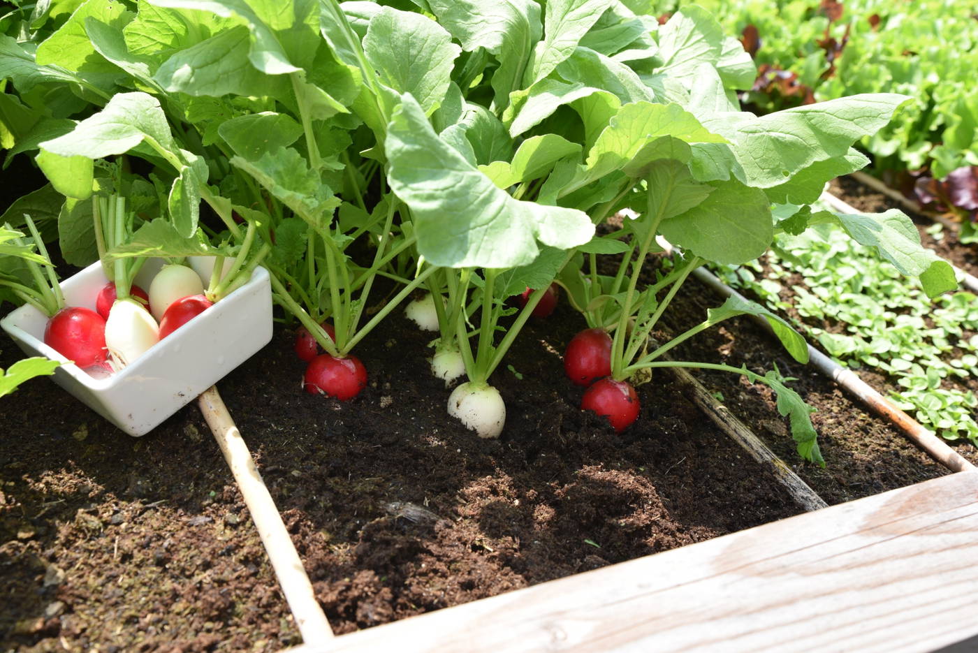 Radieschen pflanzen und ernten auf einem Gartenbeet