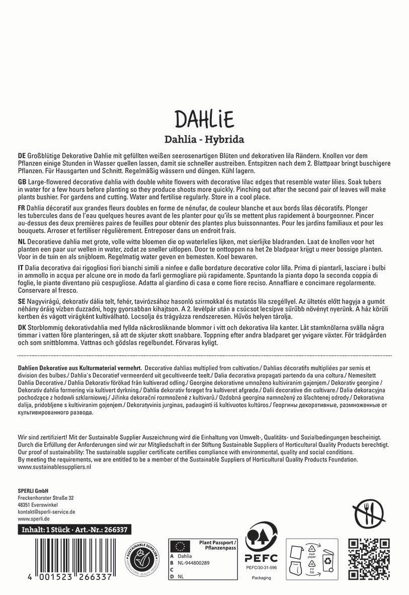 Text in multiple languages describing the care and planting of a decorative dahlia with white and lilac flowers.