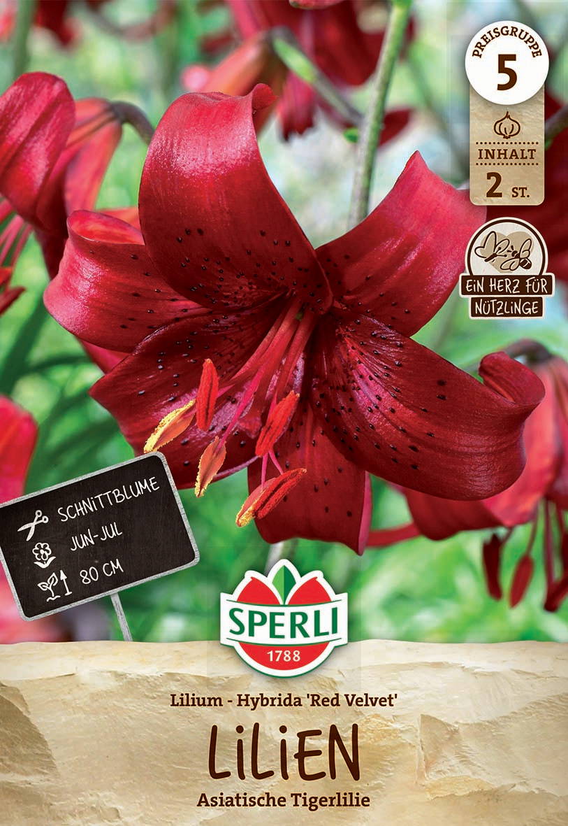 Red asiatische Tigerlilie mit schwarzen Punkten und sechs Blütenblättern vor grüner Hintergrund.