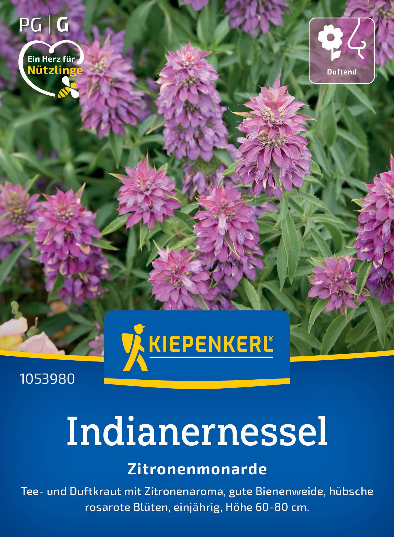 Bündel aus pinken bis lila Blüten der Indianernessel mit grünen Blättern im Hintergrund.